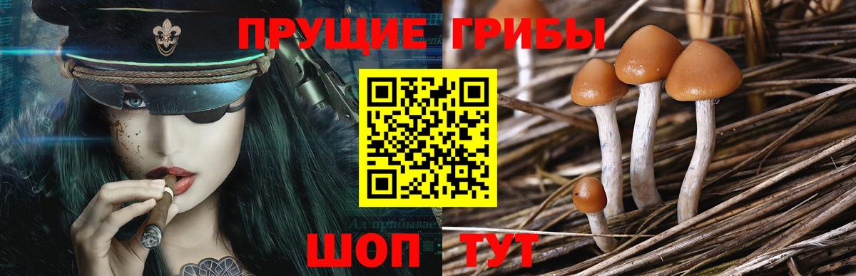 Псилоцибиновые грибы Psilocybe Бахчисарай